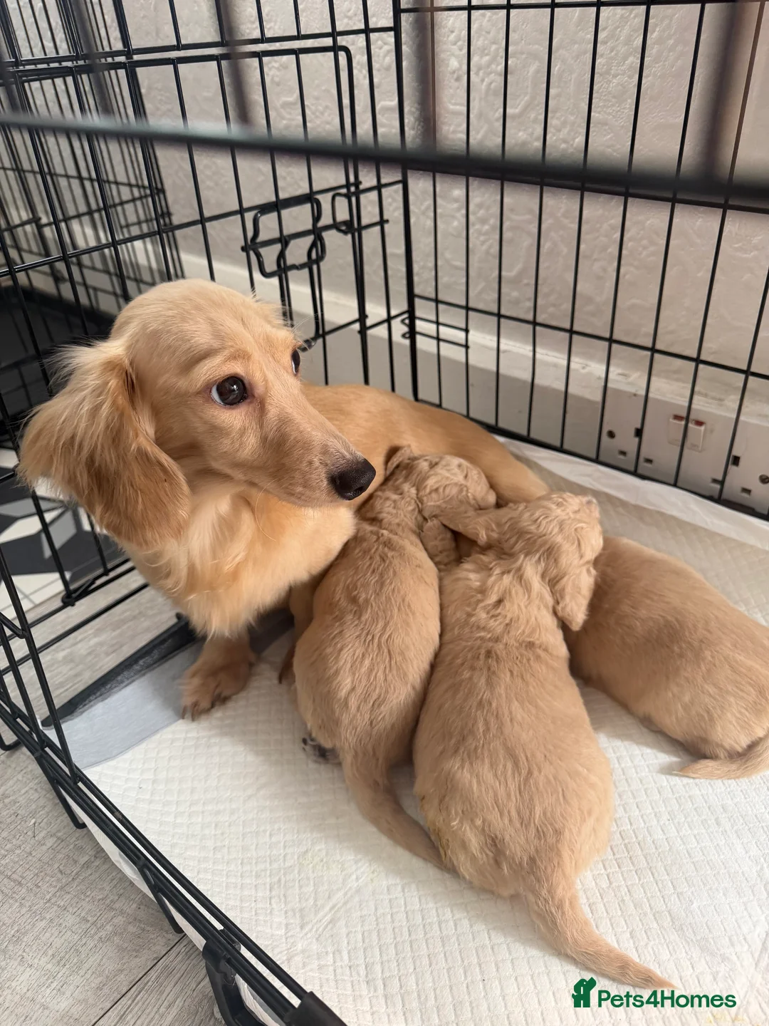 Dachshund dogs for sale: Cream full long haired dachshund puppies  - Advert 1