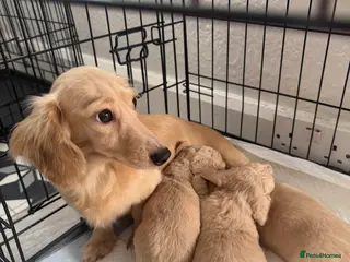 Dachshund dogs Cream full long haired dachshund puppies - Advert 4