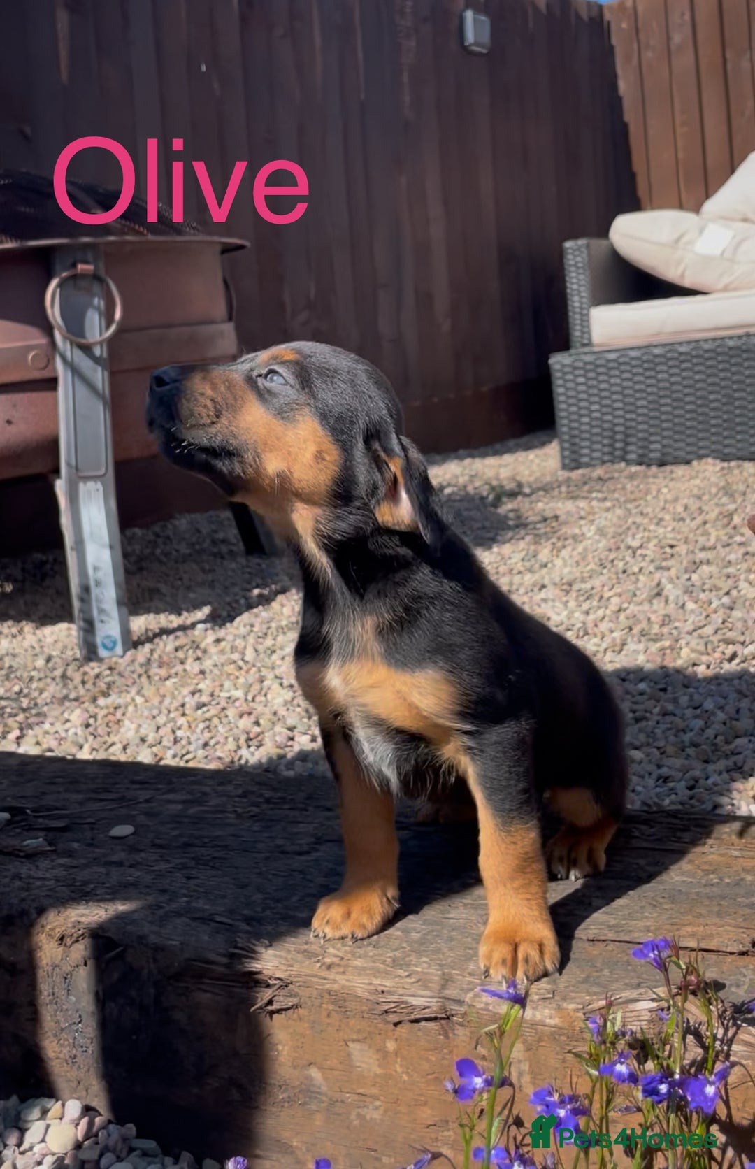 Mixed Breed dogs for sale: Stunning DNA heath test Collie x Hungarian Viszla - Image 14