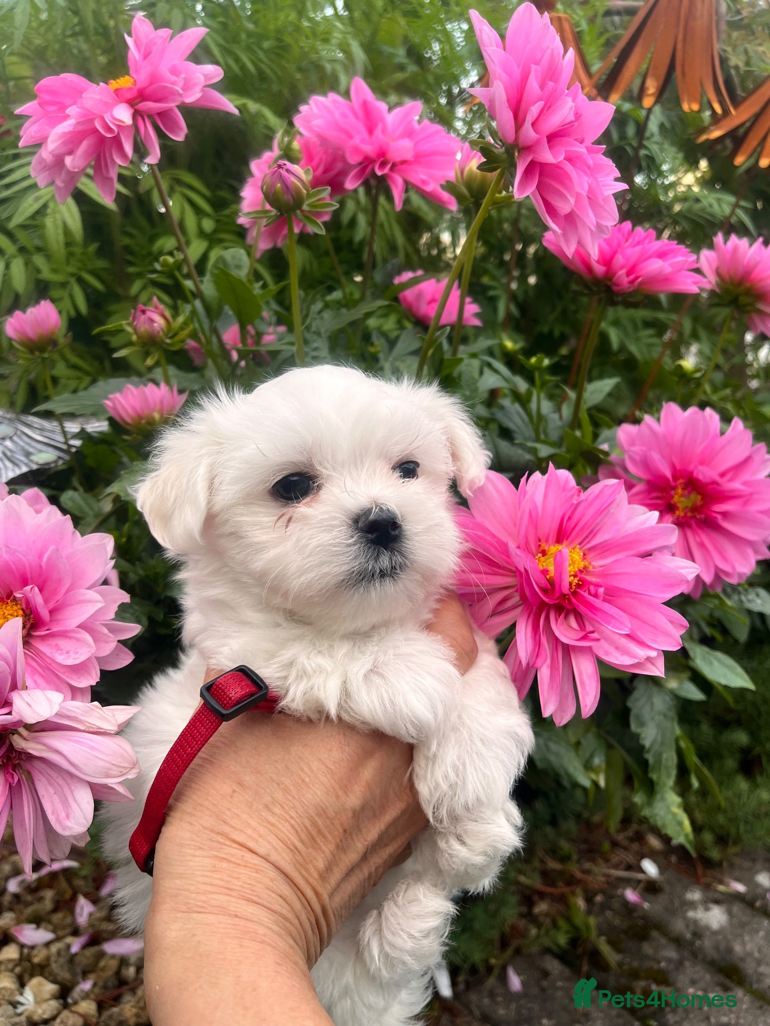 Maltese dogs Happy Tiny KC Reg Boys - Advert 2