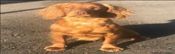 Cocker Spaniel dogs for sale: Stunning Cocker Spaniel Puppies  in Doncaster - Advert 3