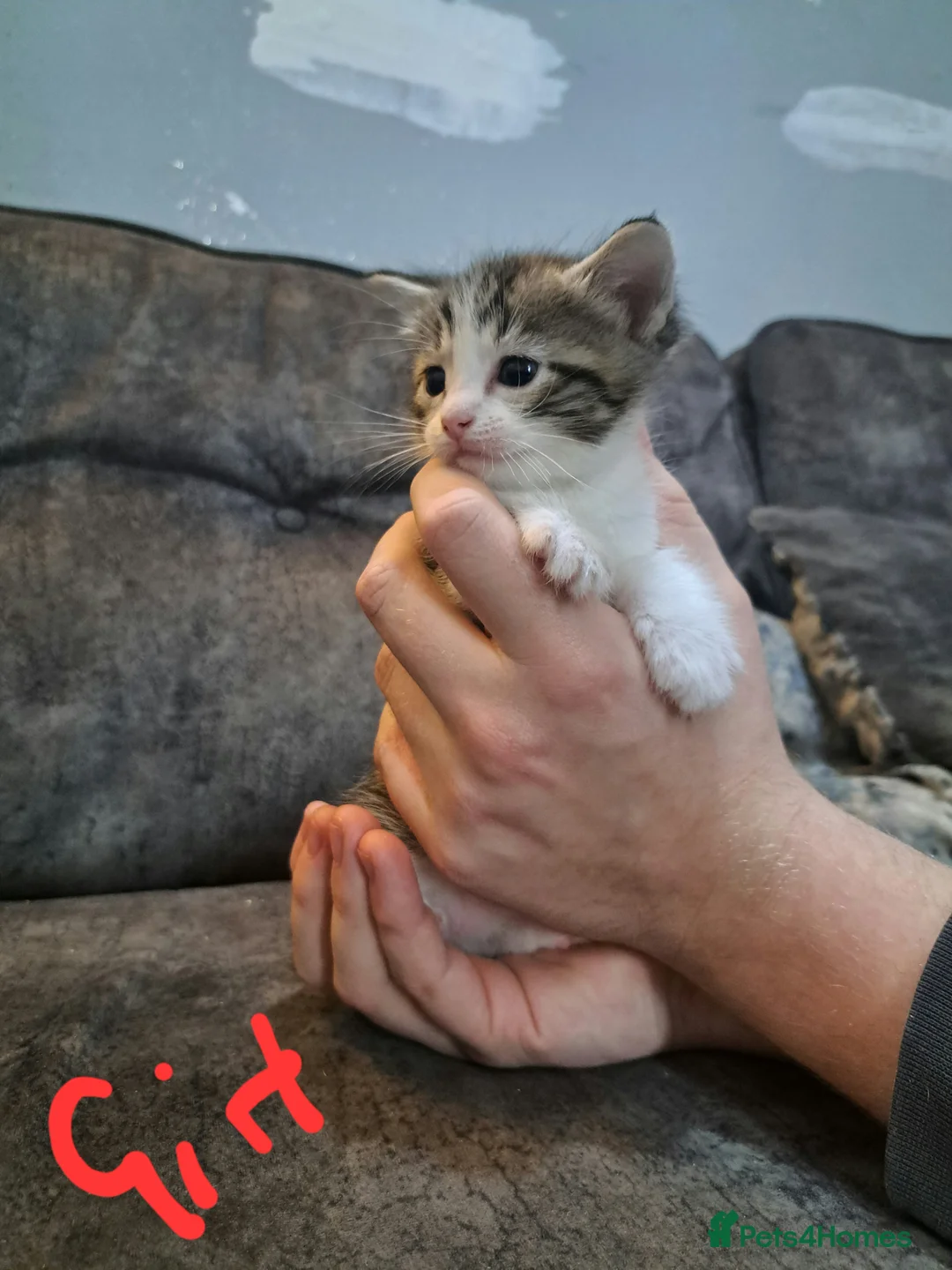 Ragdoll cats for sale: Stunning ragdoll cross tabby kittens  - Advert 6