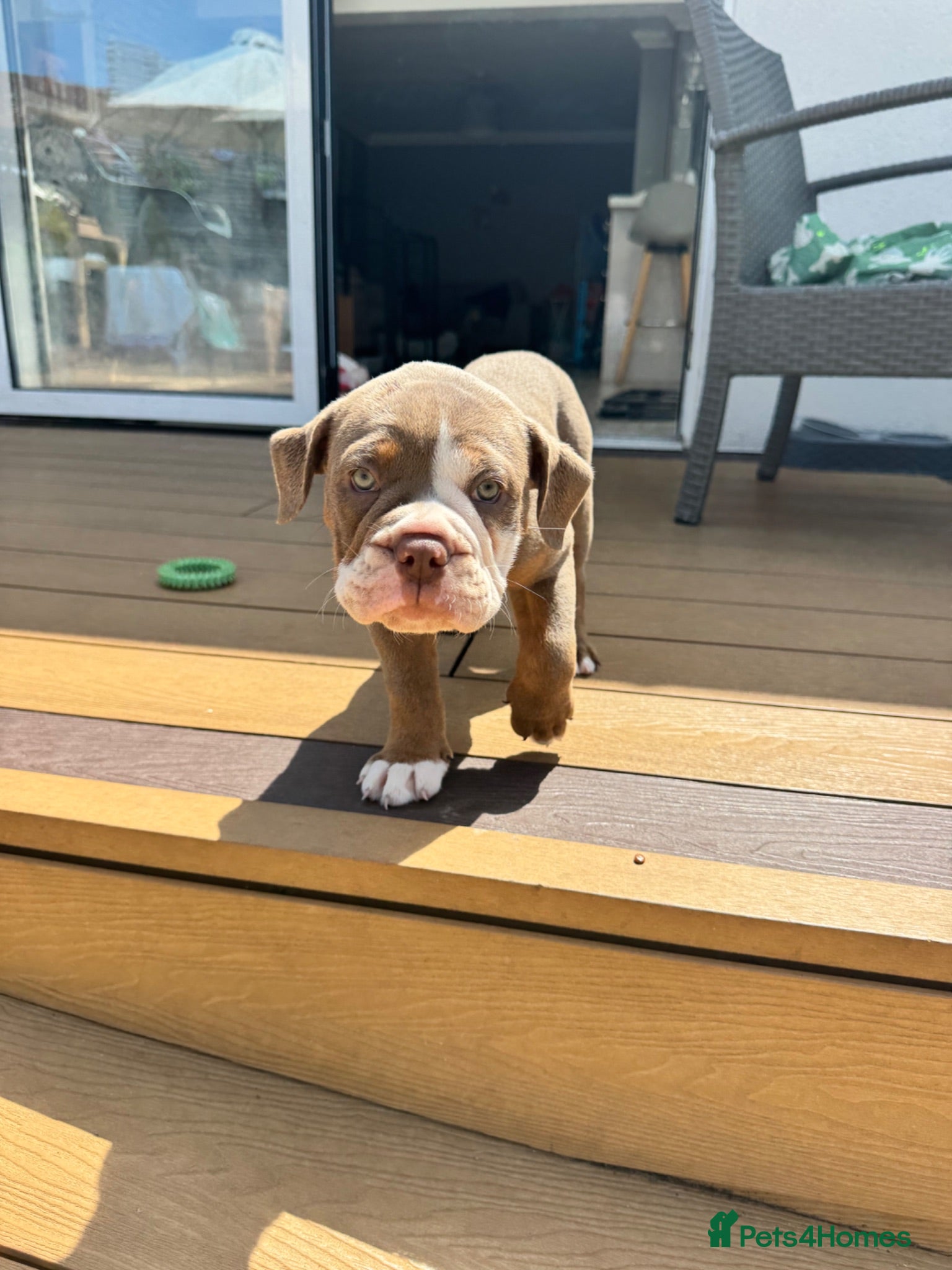 Old Tyme Bulldog dogs READY for her forever home Belle - Advert 13