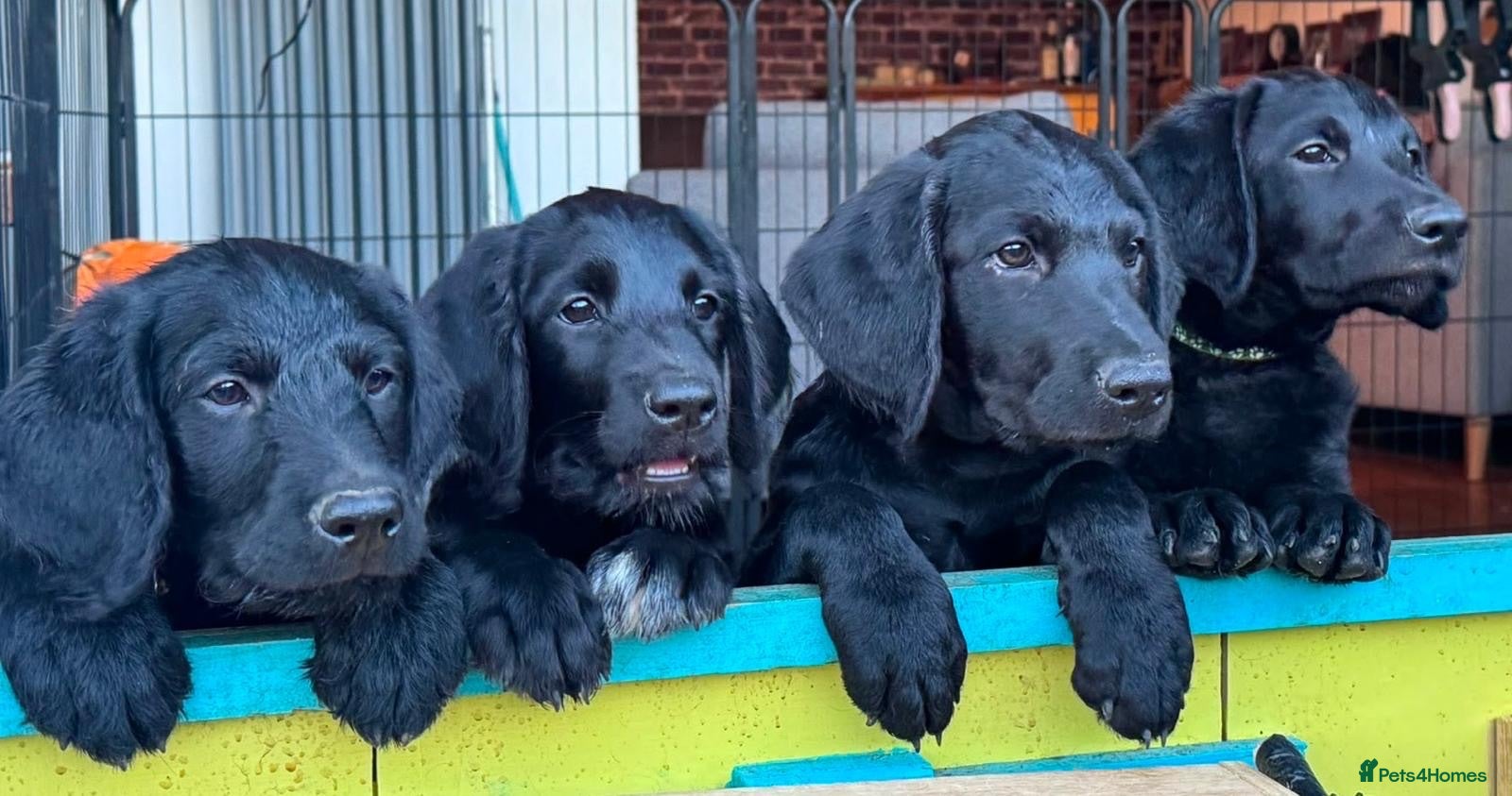 Labradoodle dogs Labradoodle Puppies - Advert 1