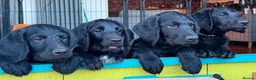 Labradoodle dogs for sale: Labradoodle Puppies - Advert 1