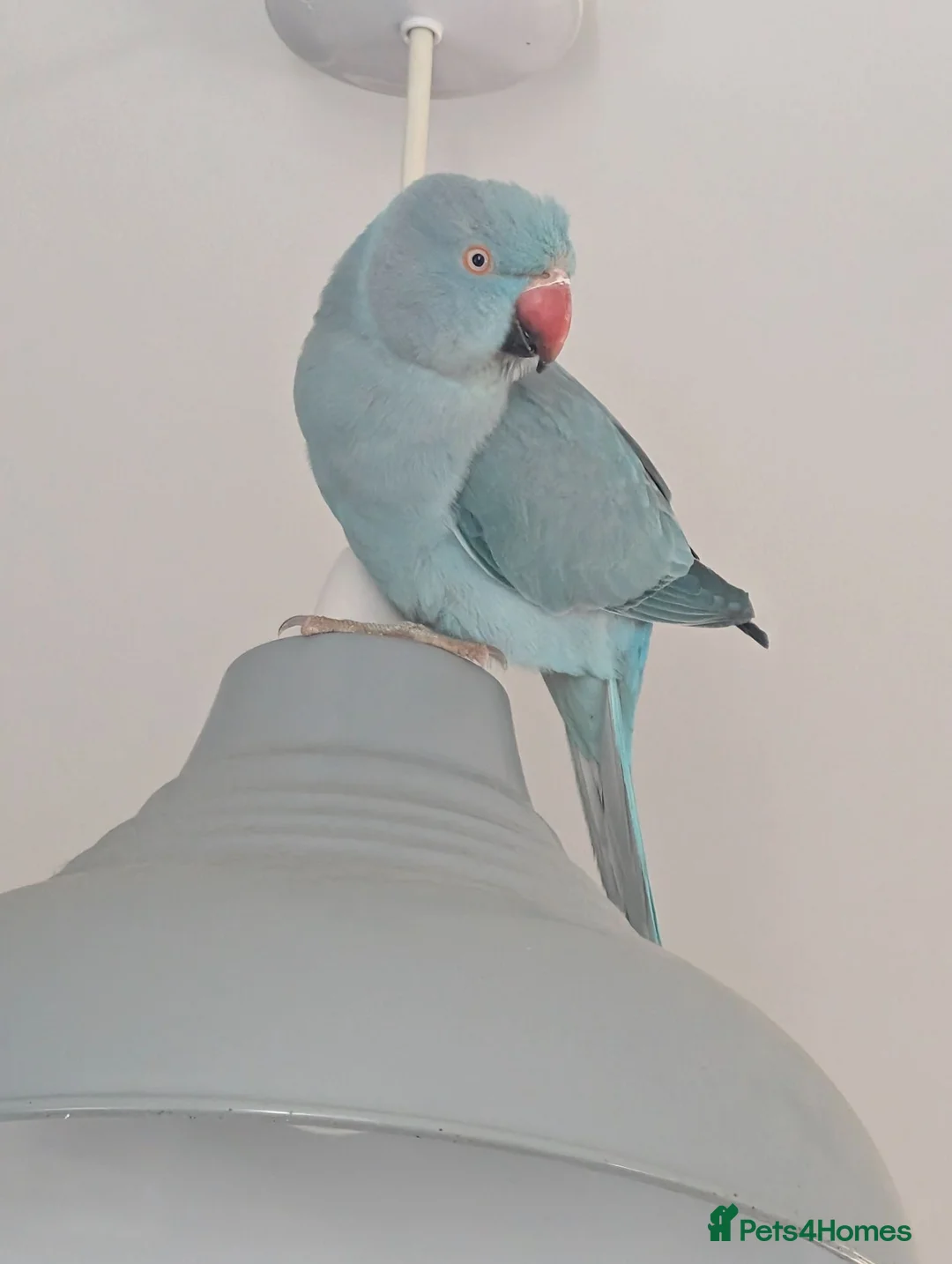 Ringnecks birds for sale: Blue Indian ringneck  in South Molton - Advert 2