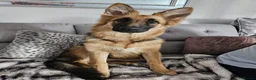 German Shepherd dogs for sale: Beautiful KC Registered GS pups - Advert 9