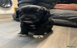 Jackapoo dogs for sale: Adorable Jackapoo puppies for sale !!!! - Image 19