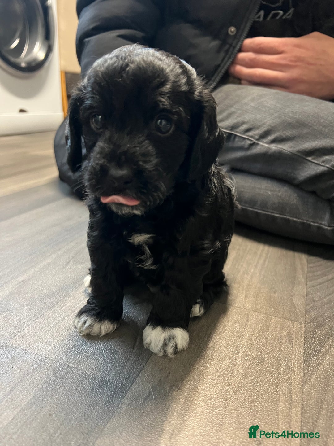 Jackapoo dogs for sale: Adorable Jackapoo puppies for sale !!!! - Image 19