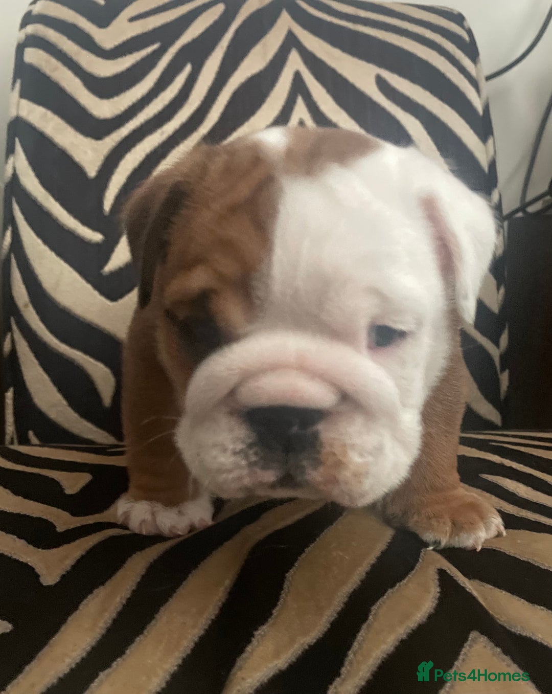 English Bulldog dogs for sale: 2 Beautiful Red & White English Bulldogs - Image 14