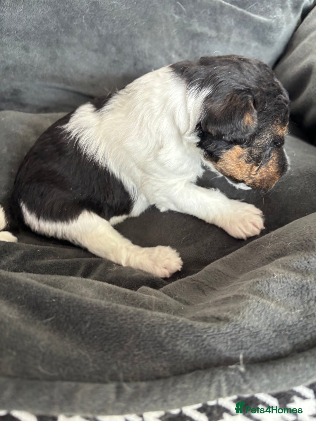 Fox Terrier dogs for sale: Stunning wire fox terrier puppies  - Image 12