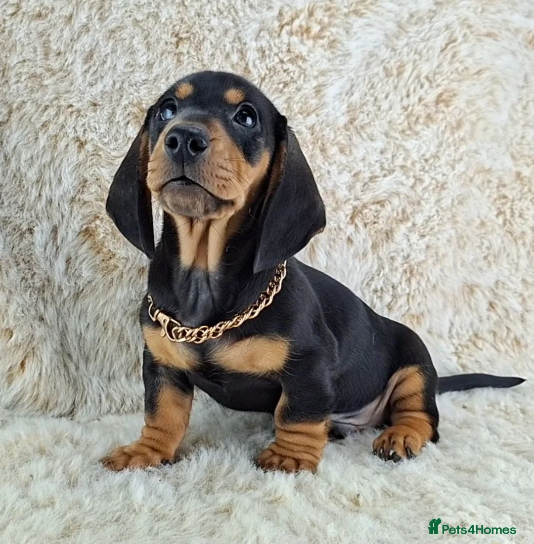 Miniature Dachshund dogs for sale: Beautiful Miniature Dachshund Puppies  - Advert 2