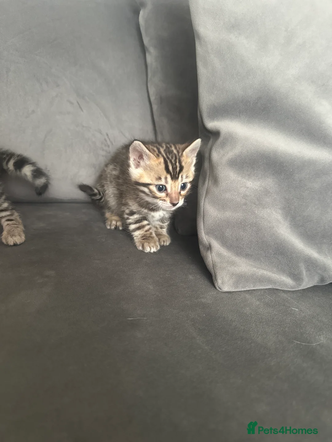 Mixed Breed cats for sale: Beautiful Bengal Ragdoll Mix Kittens for Sale - Advert 7