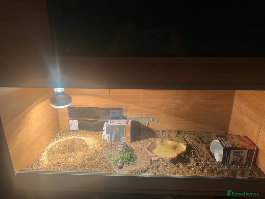 Tortoise reptiles for sale: Herman tortoise great little character.  in Bristol - Advert 2