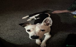 Mixed Breed dogs for sale: 1 year old dog for sale  - Image 3