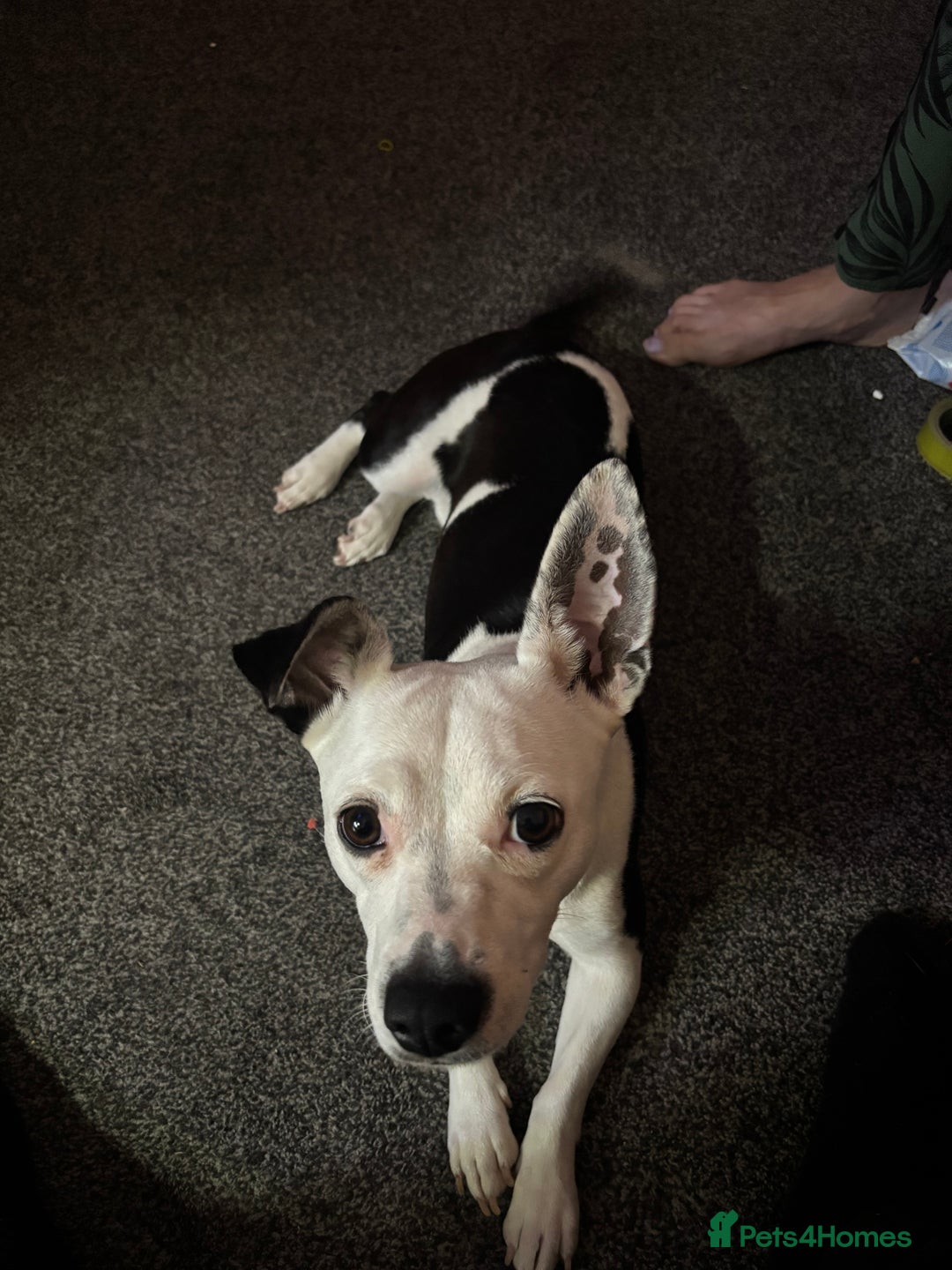 Mixed Breed dogs for sale: 1 year old dog for sale  - Image 3