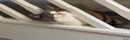 British Shorthair cats for sale: British Shorthair Retired Female - Advert 2
