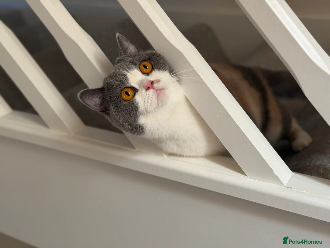 British Shorthair cats for sale: British Shorthair Retired Female - Advert 2