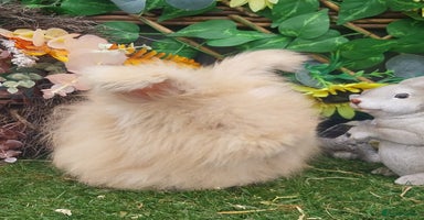 Angora rabbits - Advert 2