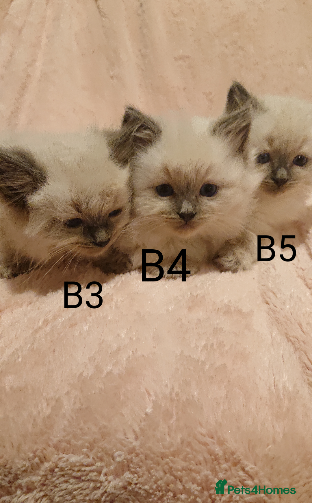 Ragdoll cats for sale: 4 BOYS 100% RAGDOLLS CATS, 550Ł 😽 😻 😸  - Advert 3