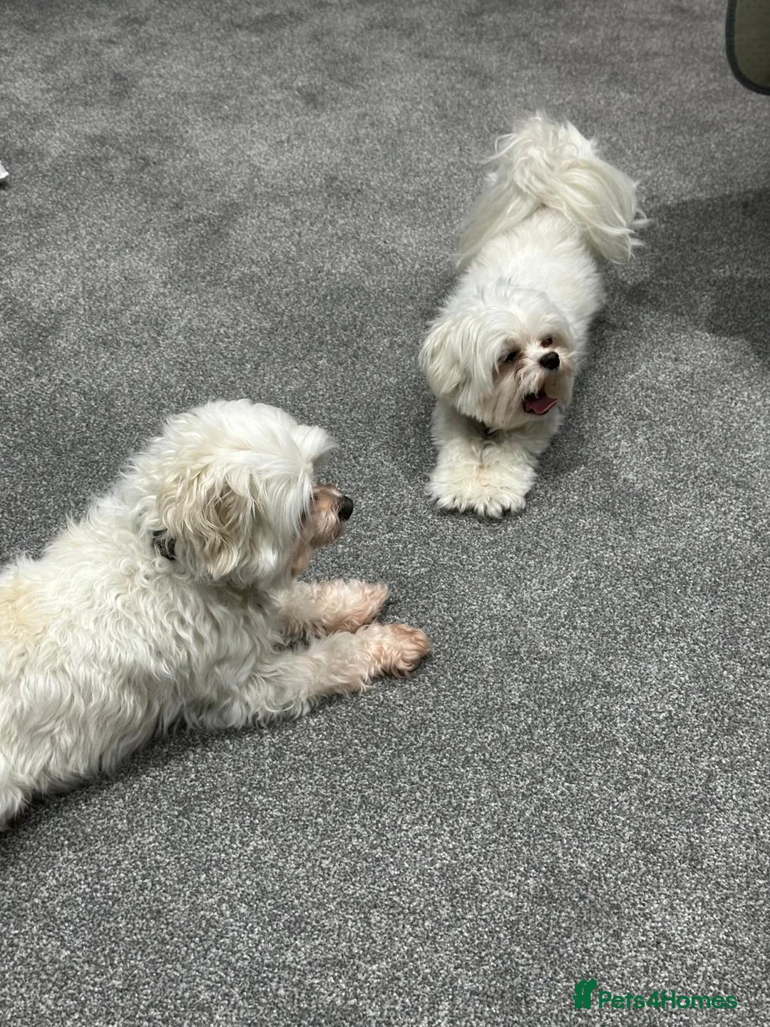 Maltese dogs for adoption: Meet Milo – a Lovely little Boy for a  Loving Home - Advert 8