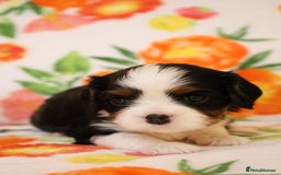 Cavalier King Charles Spaniel dogs for sale: 7 Puppies ready for reservations - Image 18