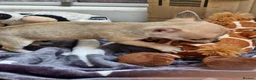 Chihuahua dogs for sale: Beautiful Tiny Chihuahua puppies  - Advert 12