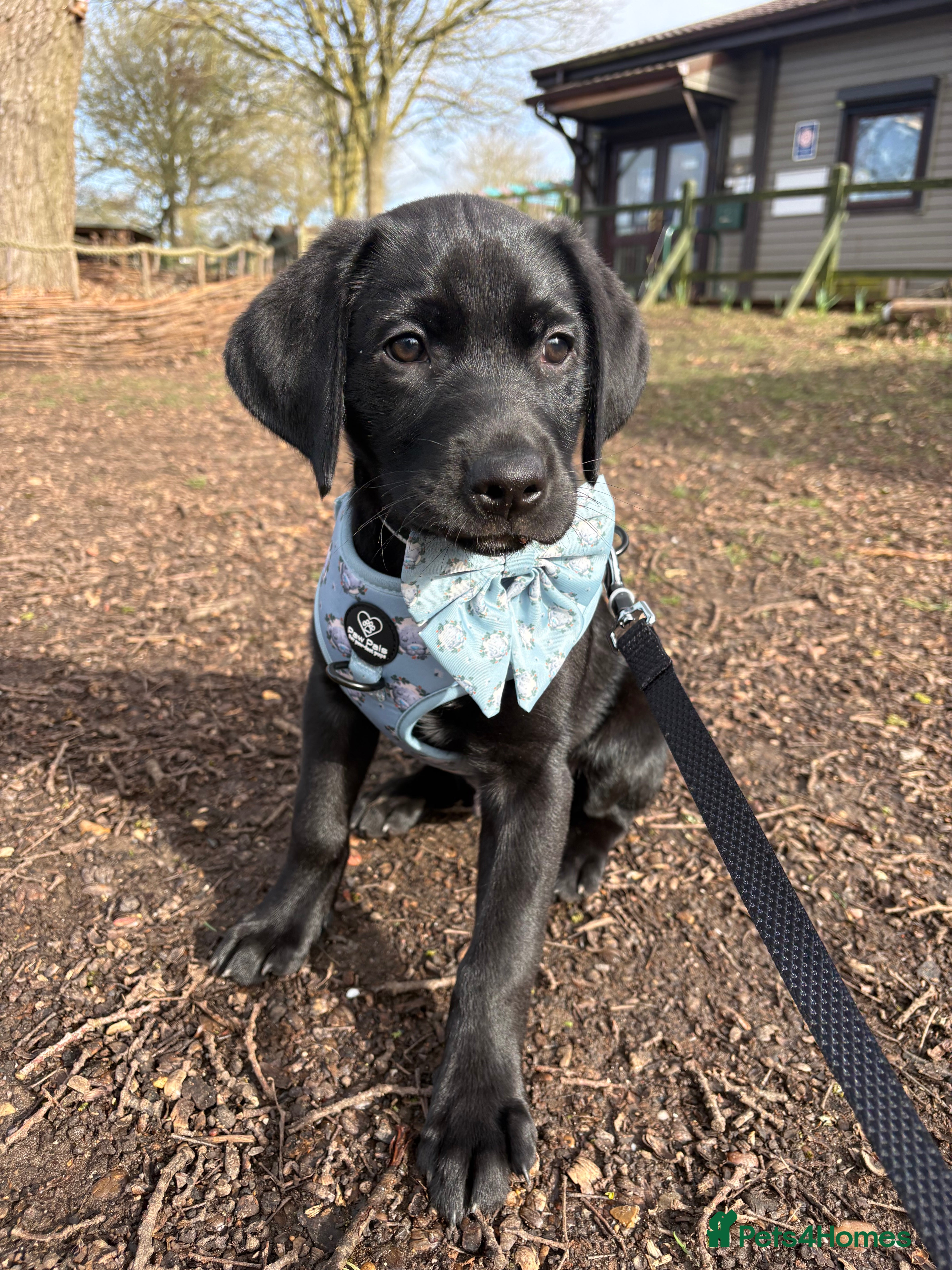 Labrador Retriever dogs Black Labrador  in Nuneaton - Advert 1