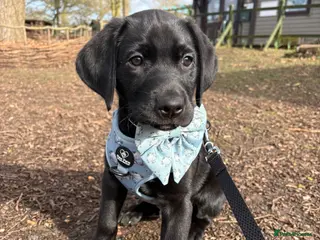 Labrador Retriever dogs Black Labrador in Nuneaton - Advert 1