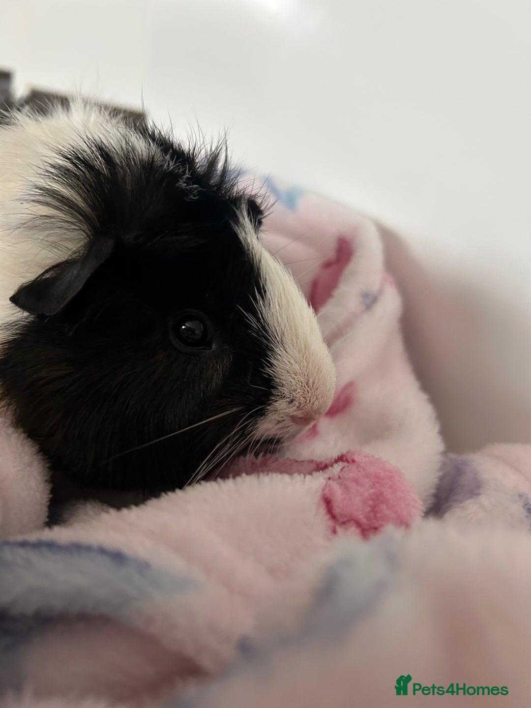 Guinea Pig rodents for sale: 2 Male Guinea Pigs + Large Cage – 5 Months Old - Image 7
