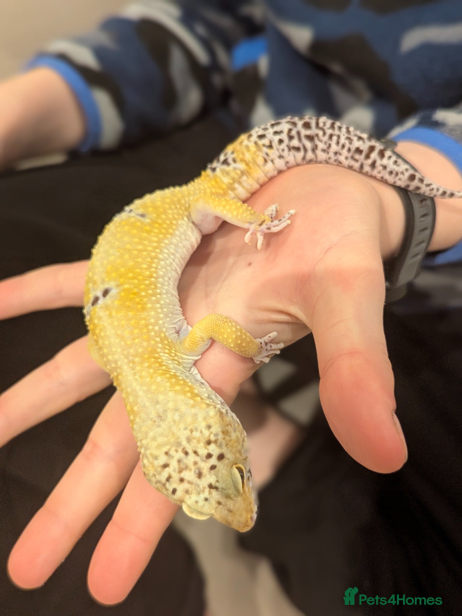 Gecko reptiles £40 ONO friendly male leopard gecko - Advert 1