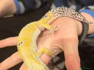 Gecko reptiles £40 ONO friendly male leopard gecko - Advert 1