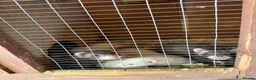 Ferret rodents for sale: Mixed ferret kits  - Advert 3