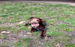 Mixed Breed dogs for sale: Husky x cocker spaniel puppies  - Image 11