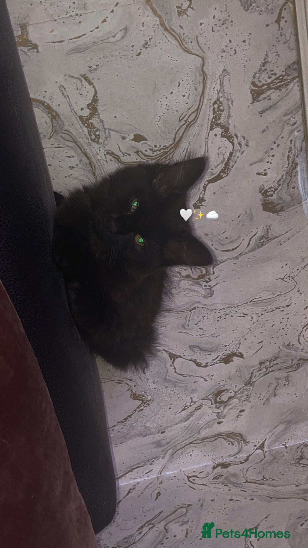 British Longhair cats for sale: 9 week old female kitten long hair  - Image 3
