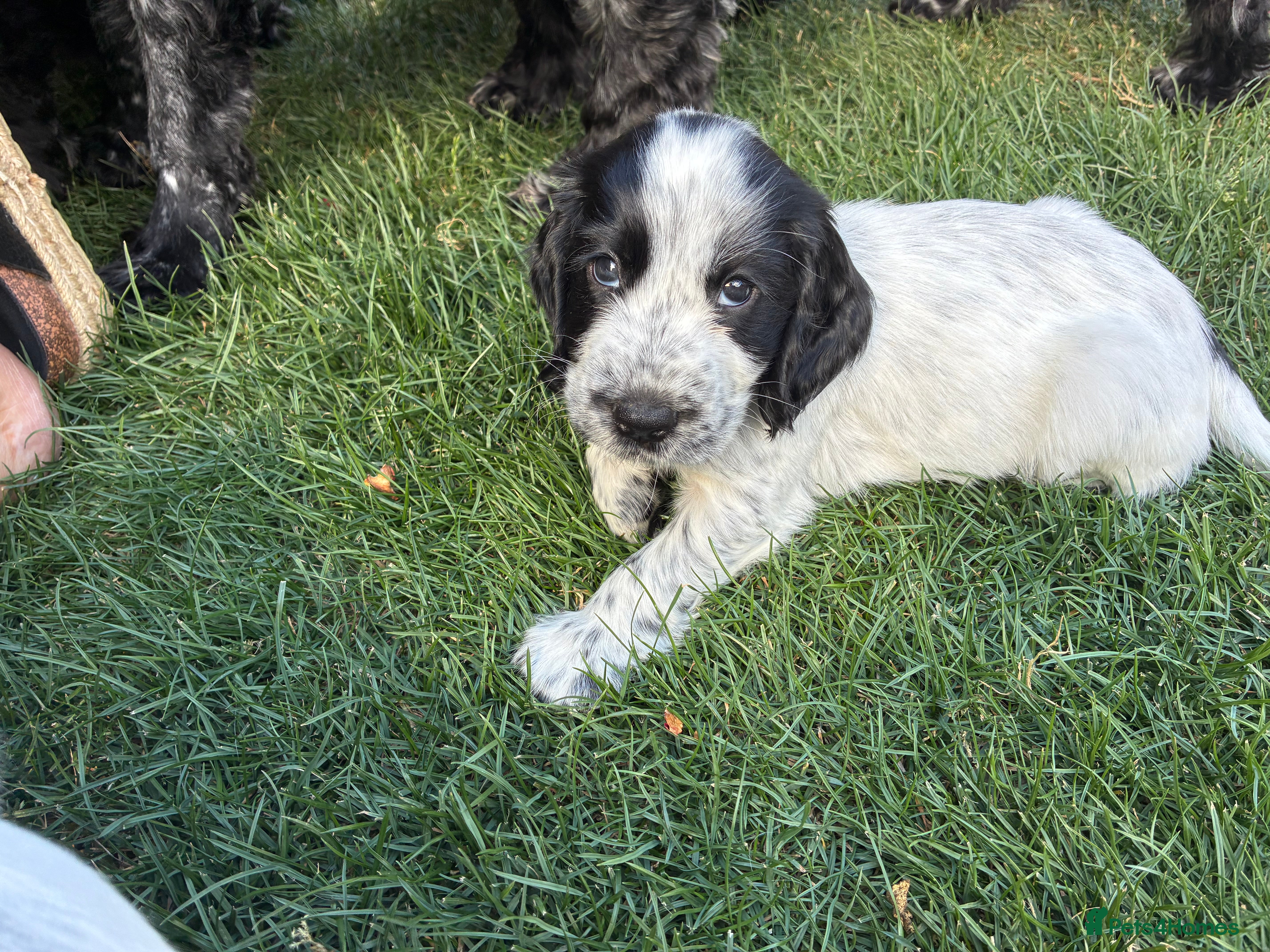 Cocker Spaniel dogs 2 Beautiful Cocker Spaniel Puppies for Sale - Advert 2