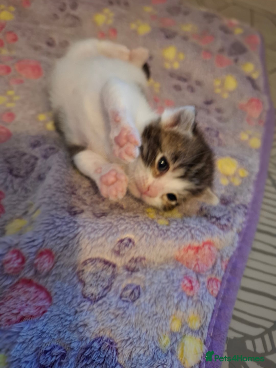 Mixed Breed cats for sale: Single kitten  - Advert 7