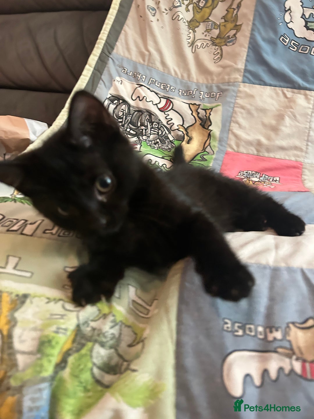 Mixed Breed cats for sale: 5 Beautiful, Fluffy Kittens For Sale! - Image 16
