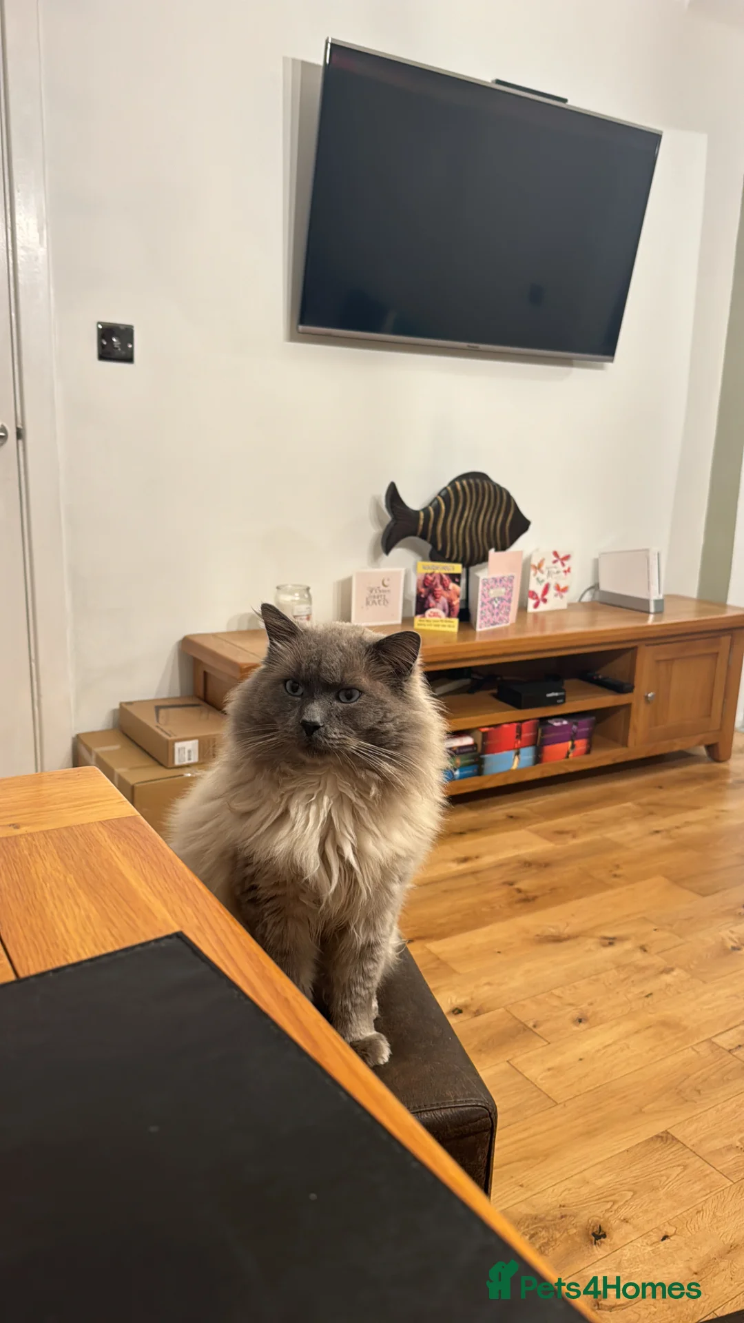 Ragdoll cats for sale: Ragoll - Advert 2