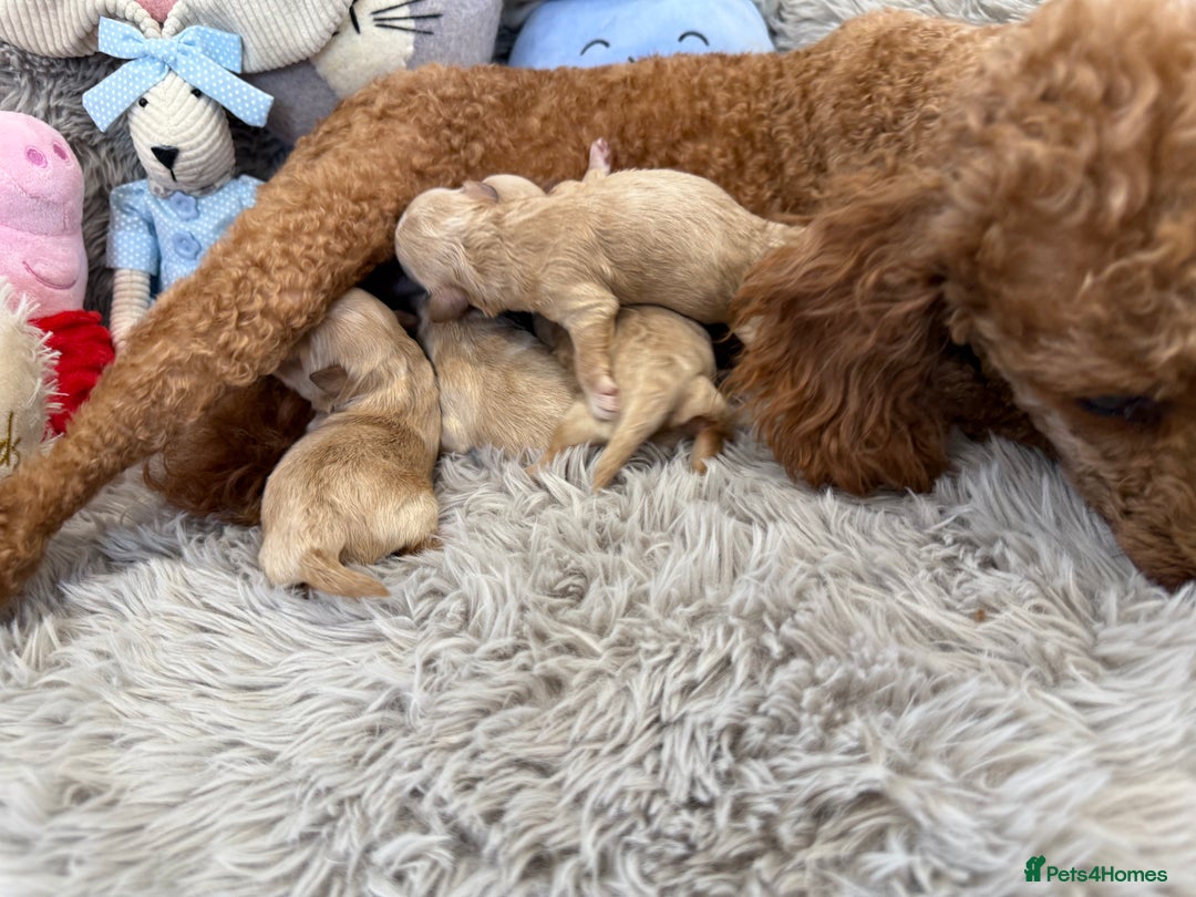 Maltipoo dogs for sale: 7, F1,  From fully DNA & HEALTH CLEAR BOTH PARENTS - Image 12