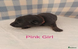 German Shepherd dogs for sale: German Shepherd Puppies - Image 11