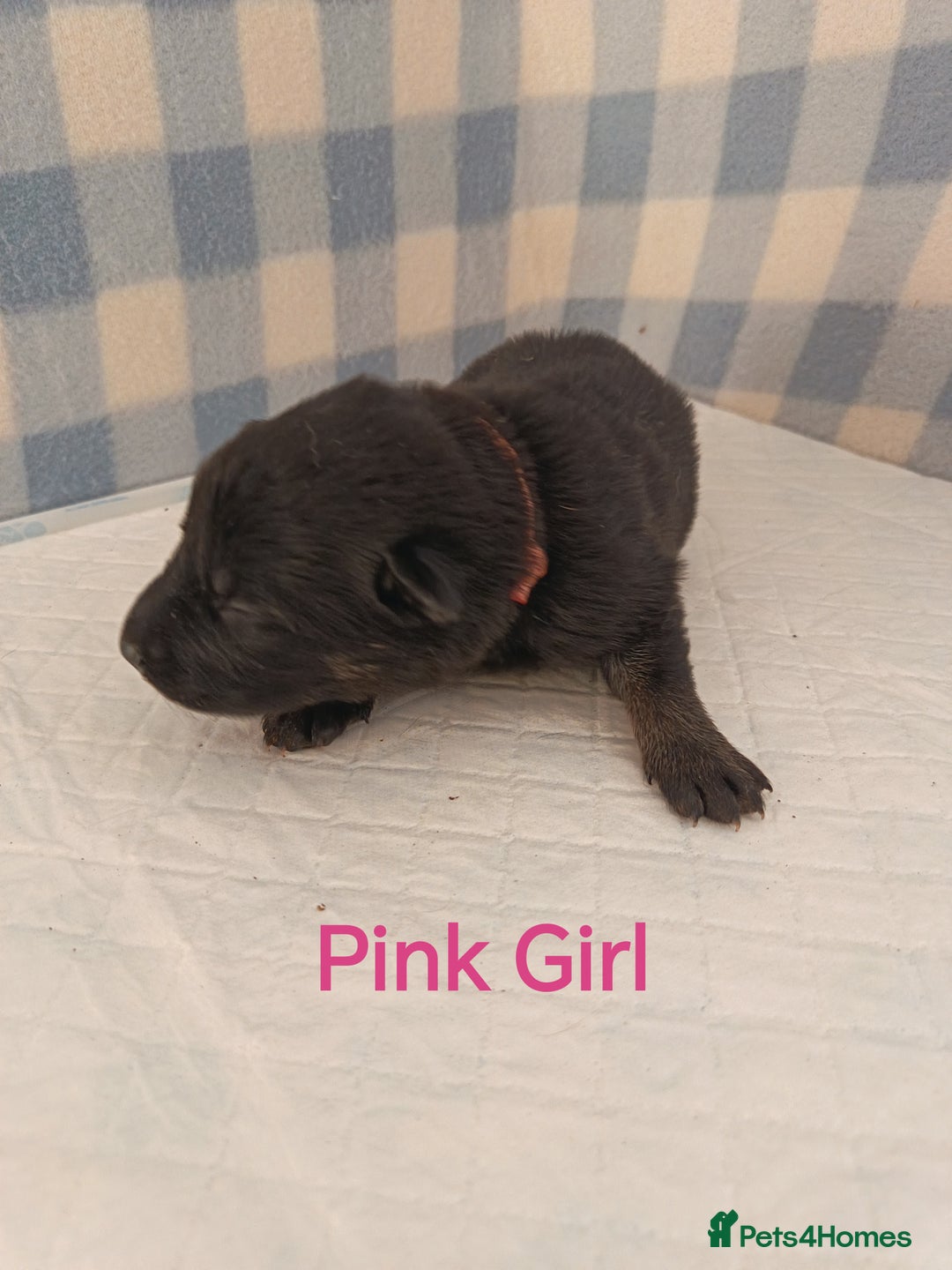 German Shepherd dogs for sale: German Shepherd Puppies - Image 11