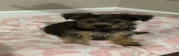 Yorkshire Terrier dogs for sale: York puppy in Grays - Advert 4