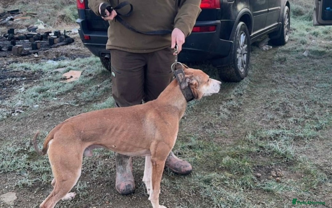 Lurcher dogs for sale: Bull cross puppies  - Image 10