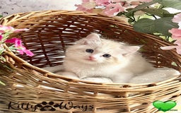 Ragdoll cats for sale: 🐾🩷*TICA REG* LYNX TABBY EU RAGDOLL KITTENS🩵🐾 - Image 25