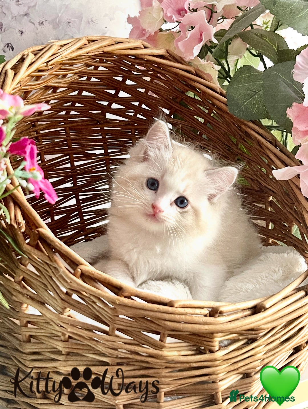 Ragdoll cats for sale: 🐾🩷*TICA REG* LYNX TABBY EU RAGDOLL KITTENS🩵🐾 - Image 25