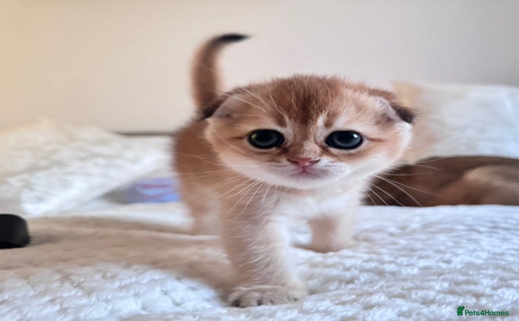 Scottish Fold cats - Advert 2