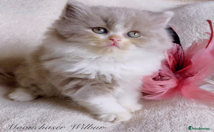 British Longhair cats - Advert 2