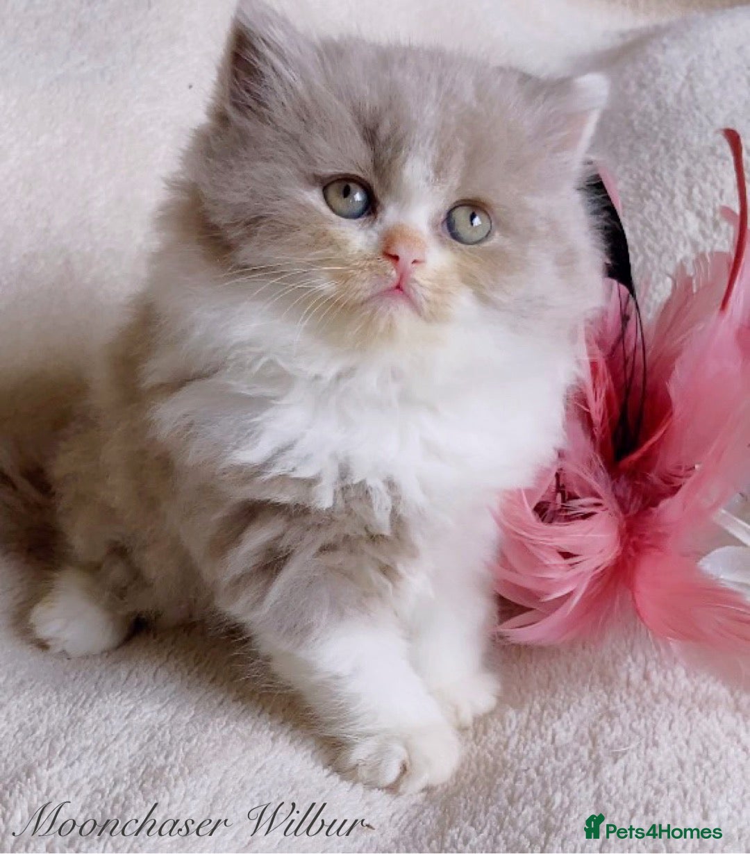 British Longhair cats for sale: Stunning British Longhair Boys TICA Registered - Image 1