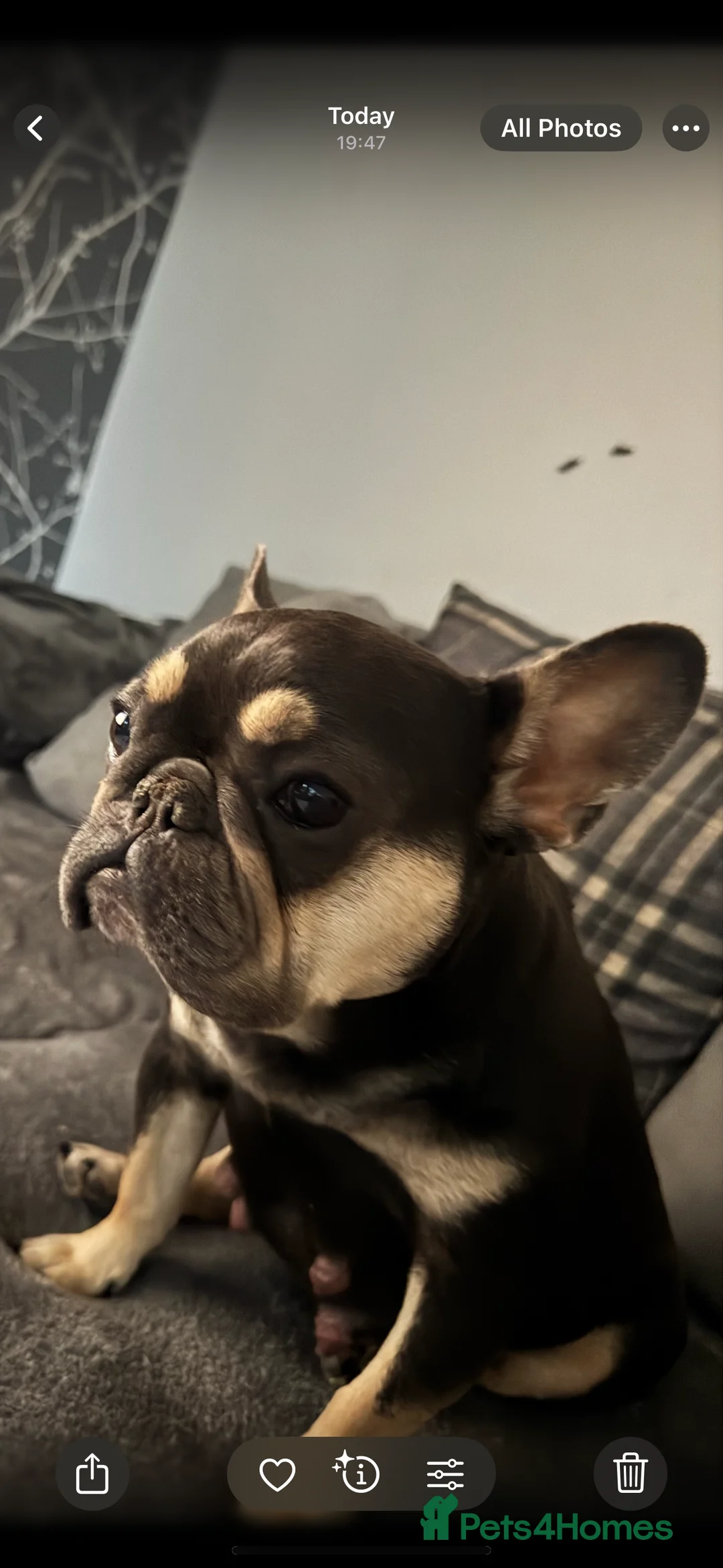 Mixed Breed dogs for sale: French staff - Advert 8